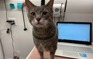 A cat standing next to a laptop where results are being entered.