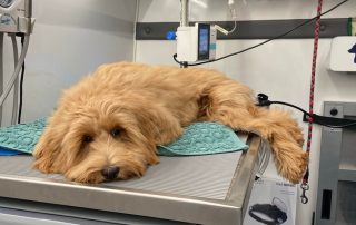 A dog laying on the exam table for MacInnes Mobile Vet.